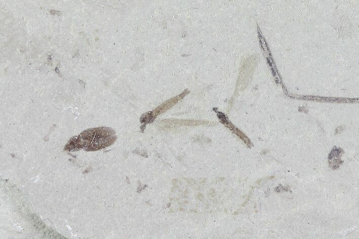 Fossil Crane Flies and Beetle - Green River Formation, Utah #76079